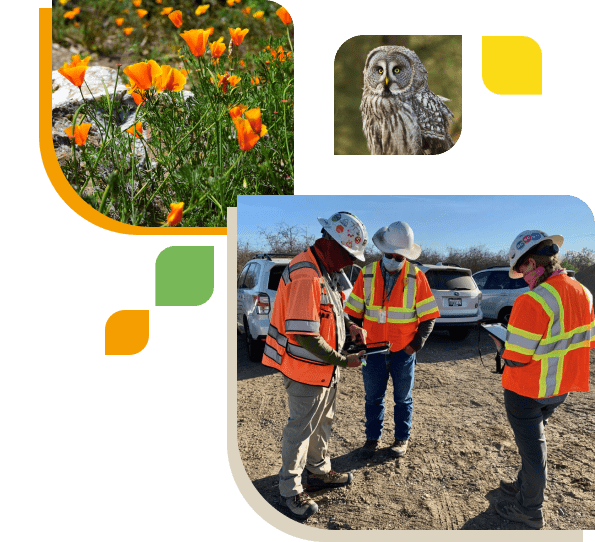 collage of colibri workers outside with california poppy flowers and owl